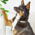 Custom Name Colorful Pet Beaded Collars – Personalized Gift for Pet Lovers Perfect for International Dog Day