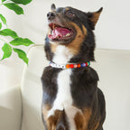 Custom Name Colorful Pet Beaded Collars – Personalized Gift for Pet Lovers Perfect for International Dog Day