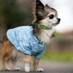 Personalized Multicolor Adjustable Dog Collar with Paw Heart Bone Pattern and Custom Text, Pet Name Collar with Buckle, Gift for Dog Mom, Pet Lover, Puppy Training & Walking Accessory 04286720 - DiyGiftly