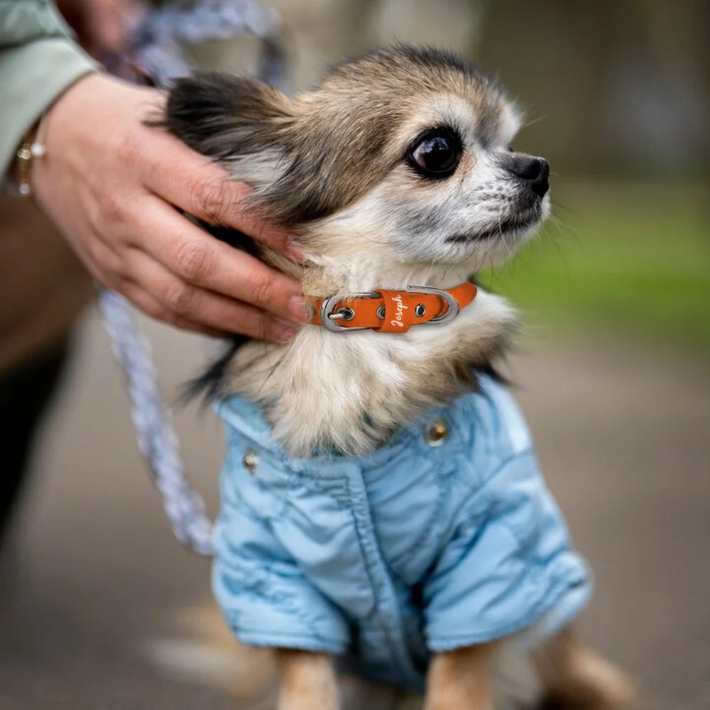 Personalized Multicolor Adjustable Dog Collar with Paw Heart Bone Pattern and Custom Text, Pet Name Collar with Buckle, Gift for Dog Mom, Pet Lover, Puppy Training & Walking Accessory 04286720 - DiyGiftly